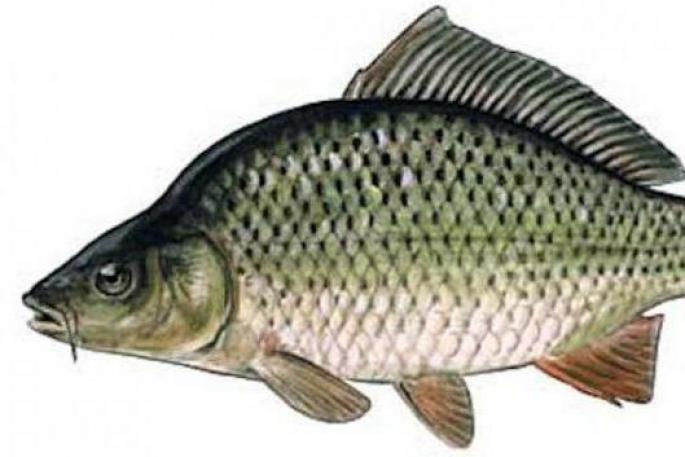 Рыба сазан относится к семейству карповых Чем полезна эта рыба