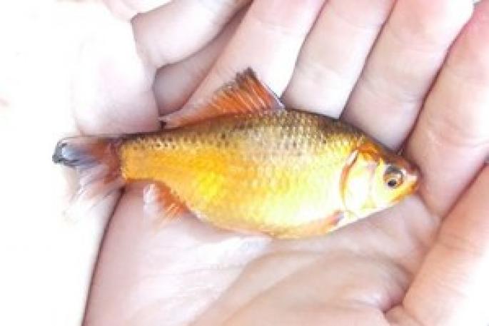 What should you feed crucian carp in a pond at your dacha?