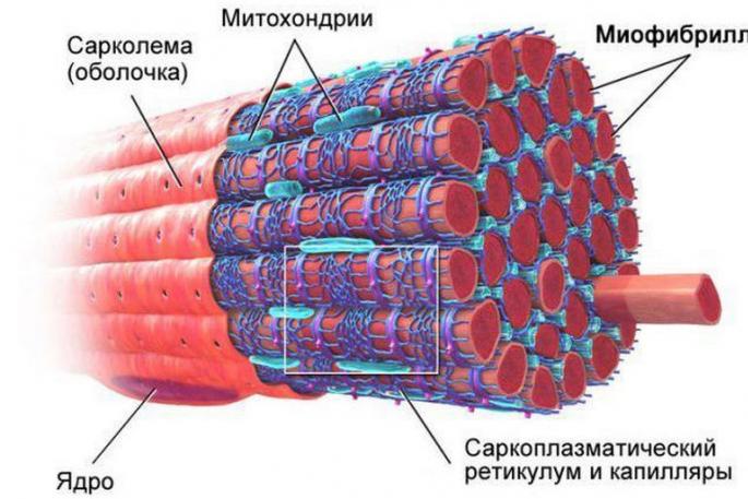 Mga katangian ng striated muscle tissue