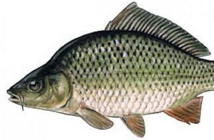 The carp fish belongs to the carp family. Why is this fish useful?