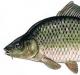 The carp fish belongs to the carp family. Why is this fish useful?
